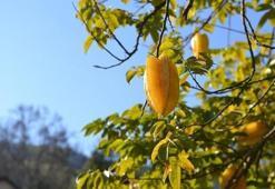 C vitamininde limonu sollayan tek meyve! Tanesi 85 TL: Kalsiyum, magnezyum ve demir zengini! Beyni koruyup kolesterolü bitiriyor