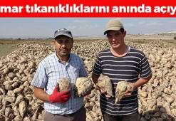 Kütahya'da hasadı başladı! Kan basıncını dengeleyip karaciğere reset atıyor! Damar tıkanıklıklarını yağ çözücü gibi açıyor!