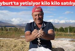 Bayburt'ta güle oynaya hasat başladı! Kilosu 150 TL: Kan şekerini dengeliyor, kolesterolün kökünü kurutuyor, bir kez alan kış boyu yiyor