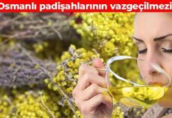 Ilık suya ekleyip bardak bardak için! 'Ölmez otu' olarak da biliniyor: Vücudu baştan aşağı temizliyor, böbrekleri harıl harıl çalıştırıyor