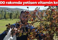 Sarıkamış'ta tek tek elle toplanmaya başlandı! Doğada kendi kendine yetişen C vitamini kralı, damarları anında genişletiyor!