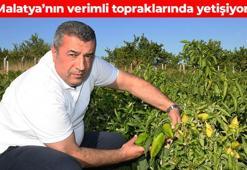 Malatya'da üretilip ABD'ye kilo kilo satılıyor! Adeta C vitamini deposu: Kabızlığın kökünü kurutuyor, damar tıkanıklığını önlüyor