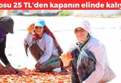 Verimli topraklarda hasadı başladı! Kilosu 25 TL: Şifa deposu kapış kapış satılıyor, kemikleri beton gibi yapıp kolesterolü yere çakıyor