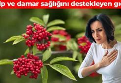 Karadeniz'in şifalı meyvesi! Vücuda girdiği anda reset atıyor: Kabızlığı bitiren kaynak, damarları temizliyor