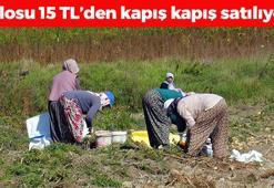 Kastamonu'da hasadı devam ediyor! Kilosu 15 TL: Bağırsakları motor gibi çalıştırıp basurun kökünü kazıyor, C vitamini deposu