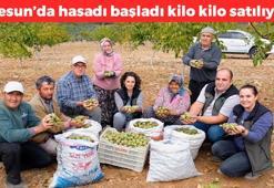 Giresun'da hasadı başladı! Kilosu 200 TL, tezgahta gören kilo kilo alıyor, kemikleri betona çeviriyor, kolesterolü damardan kazıyıp atıyor