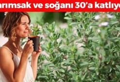 Sarımsak ve soğanı 30'a katlayan doğal antibiyotik! Öksürük, hırıltı ve balgamı bıçak gibi kesiyor, iltihabın kökünü kurutuyor!