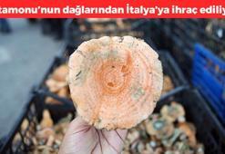Kastamonu'da hasadı devam ediyor! Kilosu 40 TL: Dağda kendiliğinden yetişiyor, potasyum zengini, karaciğeri anında yeniliyor