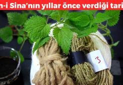 İbn-i Sina 1000 yıl önce önerdi! Meğer en şifalısı oymuş: İdrarı anında söktürüyor, iç organları dip köşe temizliyor