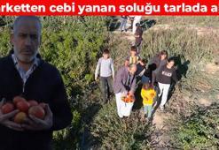 Markette ateş pahası ama tarlada 5 TL! Doğadan sofralara uzanan yolculuk: Doğal probiyotik kaynağı, vücudu demir gibi güçlendiriyor