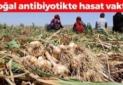 Aksaray'da doğal antibiyotikte hasat başladı! Rusya ve Almanya'ya kilo kilo satılıyor: Kolesterolü damardan siliyor, iltihabı kurutup kemikleri beton gibi yapıyor