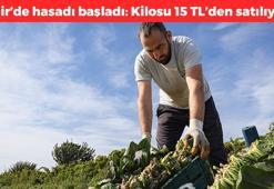 İzmir'de hasadı devam ediyor! Kilosu 15 TL: Kaşık kaşık yiyince kemikleri beton gibi yapıyor, buruş buruş damarları genişletiyor, demir kralı