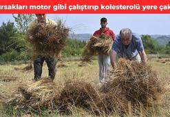 Yoğurtla karıştırıp kaşık kaşık yiyin! Bağırsakları motor gibi çalıştırıp kolesterolü yere çakıyor, buruş buruş damarları genişletiyor