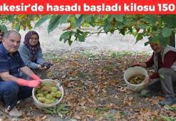 Balıkesir'de hasadı başladı! Kilosu 150 TL: Dağda kendiliğinden yetişiyor, kemikleri beton gibi yapıyor, bağırsakları motor gibi çalıştırıyor