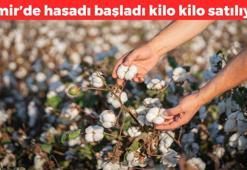 İzmir'de hasadı başladı! Beyaz altın olarak biliniyor: Almak isteyenler sıraya giriyor