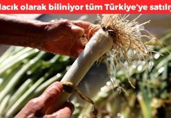 Halk arasında 'Kışlacık' olarak biliniyor! Kilosu 40 TL: Bağırsakları motor gibi çalıştırıyor, kemikleri beton gibi yapıyor, kolesterolün kökünü kazıyor, protein kralı