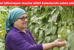 Türkiye’de değeri bilinmeyen mucize bitki! Kolesterolü düşürüp damarları açıyor, vücudu resetliyor