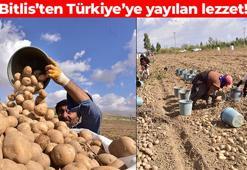Bitlis'te hasadı başladı! Türkiye'de dokuzuncu sırada yer alıyor: Bağırsakları fokur fokur çalıştırıyor, uzun süre tok tutuyor