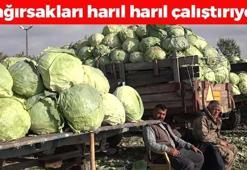 Erciş'te hasadı başladı! Tanesi 50 TL: Canan Karatay 'dünyanın en sağlıklı yiyeceği' diyor! Bağırsakları motor gibi çalıştırıyor, yiyen hastalık ne bilmiyor!