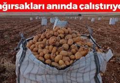 Malatya'da hasadı başladı! Kilosu 15 TL: Bağırsakları motor gibi çalıştırıp kemikleri betona çeviriyor! C vitamini depolarını fullüyor