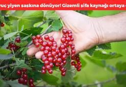 Her tanesinde şifa gizli! Vücudu baştan aşağı yenileyip bağışıklık sistemini adeta zırh gibi güçlendiriyor!