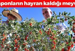Japonlar avuç avuç yiyor! Halk arasında 'kurt üzümü' olarak biliniyor! Kolesterolü damardan yağ çözücü gibi söküyor, kan şekerini anında dengeleyen tek meyve!