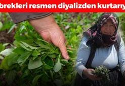 Türkiye'de yetişiyor ama değerini bilen yok! Böbrekleri tertemiz yapıp iltihabın kökünü kurutuyor, organlara reset atıyor! Kabızlığın kökünü kazıyan ölümsüzlük bitkisi