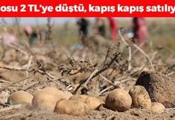 Kilosu 2 TL'ye düştü! Aksaray'da hasadı başladı: Kolesterolü düşürüp kabızlığın ve basurun kökünü kazıyor!