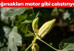 Kolesterol seviyelerini sıfırlayan tek meyve! 'Hanım parmağı' olarak da biliniyor: Bir lokması damarları yağ çözücü gibi açıyor, kemikleri betona çeviriyor!