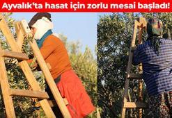 Ayvalık'ta hasadı başladı! 'Ölümsüzlük ve bereketin simgesi' olarak da biliniyor: Bağırsakları motor gibi çalıştırıyor