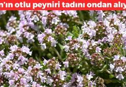 Vanlıların olmazsa olmazı! Otlu peynire tadını veriyor: Kahvaltıların vazgeçilmezi, çatal çatal yiyince vücuda kalsiyum banyosu yaptırıyor