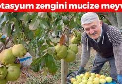 Çorum'da hasadı başladı! Potasyumu en yüksek meyve, kalbi koruyup kemikleri beton gibi yapıyor! Doğanın C vitamini kralı