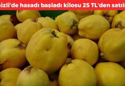 Denizli'de hasadı başladı! Kilosu 25 TL'den satılıyor: Doğada kendiliğinden yetişiyor, kalp çarpıntısını gideriyor, kemikleri beton gibi yapıp kabızlığın kökünü kurutuyor