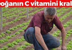 Bilecik'te hasadı başladı! Tanesi 12 TL: Doğal tansiyon ilacı, C vitamini depolarını fullüyor!