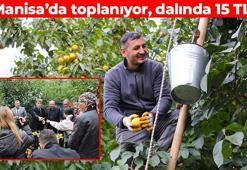 Dalında 15, kurusu 250 TL! 'Sarı altın' olarak da biliniyor: Damarları derinlemesine temizliyor, bağırsakları hareketlendiriyor