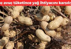Manavgat'ta hasadı başladı! Kilosu 25 TL: Tek tek elle toplanıyor, doğal yağ ihtiyacını karşılıyor, kolesterolün kökünü kurutup damarları genişletiyor, kemikleri beton gibi yapıyor
