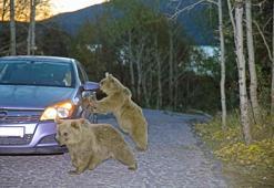 Bitlis'te aç kalan ayılar araçlara saldırdı! Sürücüler kıl payı kurtuldu