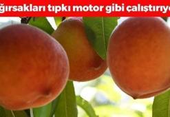Bağırsakları motor gibi çalıştırıyor! Kilosu 70 TL'den satılıyor: Vücudu demir ve C vitaminine boğuyor, doğal tansiyon ilacı