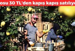 Bilecik'te hasadı başladı! Kilosu 30 TL: Mide bulantısını bastırıyor, ülserin kökünü kurutuyor, C vitamini kralı