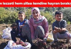 Hatay'da hasadı başladı! Kilosu 20 TL: C vitaminiyle dolu, bağırsakları motor gibi çalıştırıyor! Japonların uzun yaşam sebzesi