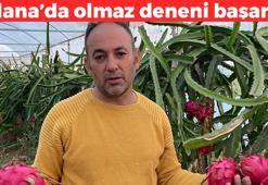 Boş arazide para yetişti! Tanesi 50 TL: Yağları cayır cayır eritiyor, tüm gün tok tutuyor, sindirim hızını yüzde 100 artırıyor