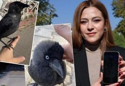 Sokakta gördüğü kargayı sevdi, başına gelmeyen kalmadı!