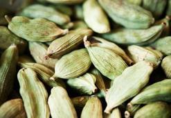 Dünyanın hayran kaldığı Akdeniz mucizesi! Damarda biriken kolesterolü yağ gibi eritiyor! Kan şekerini dengeleyip demir depolarını fullüyor