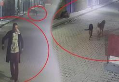 Hatay'da dehşete düşüren görüntü! 3 köpeğe parçalattı
