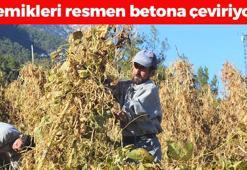 Antalya'da hasadı başladı! Bağırsakları motor gibi çalıştırıp C vitamini yüklüyor! En güçlü antioksidan, kemikleri betona çeviriyor