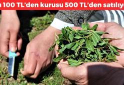 Sivas'ta hasadı devam ediyor! Kilosu 100 TL: Grip ve nezleden koruyor, yüksek kan şekerini anında sıfırlıyor, şeker hastalarının doğal ilacı, kolesterolün kökünü kazıyor