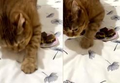 Dubai çikolatasını dışkı sanıp üstünü kapatmaya çalışan kedi viral oldu