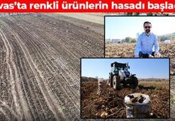 Sivas'ta hasadı başladı! Özenle tek tek toplanıyor: Bağırsakları motor gibi çalıştırıyor