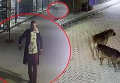 Kedileri 3 sokak köpeğine parçalattığı iddia edilen şüpheli yakalandı