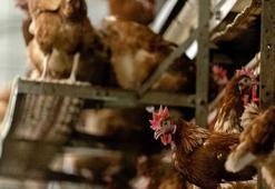 Kuş gribi vakası! Tarım ve Orman Bakanlığı duyurdu